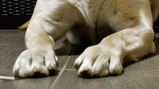 02-19-2014-dog-paws