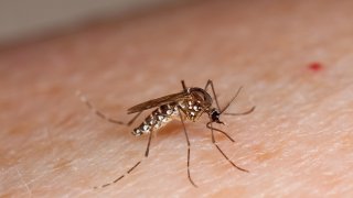 Puerto Rico implantaría técnica para evitar la reproducción del Aedes Aegypti