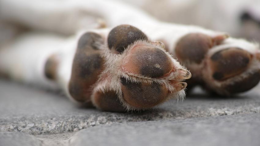Perrito muere baleado en barrio Naranjo de Comerío