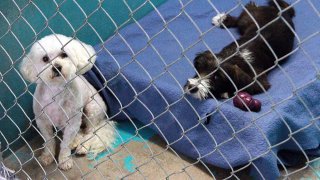 27-Campana-Desocupar-los-albergues-en-Arizona-mascotas-adoptadas-en-Phoenix-y-Tucson-perros-gatos-adoptados