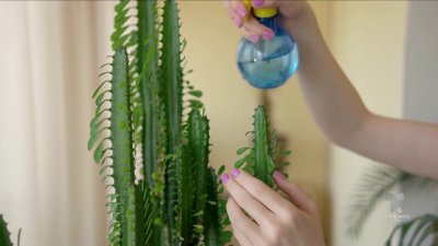 Seis plantas que purificarán el aire de tu casa