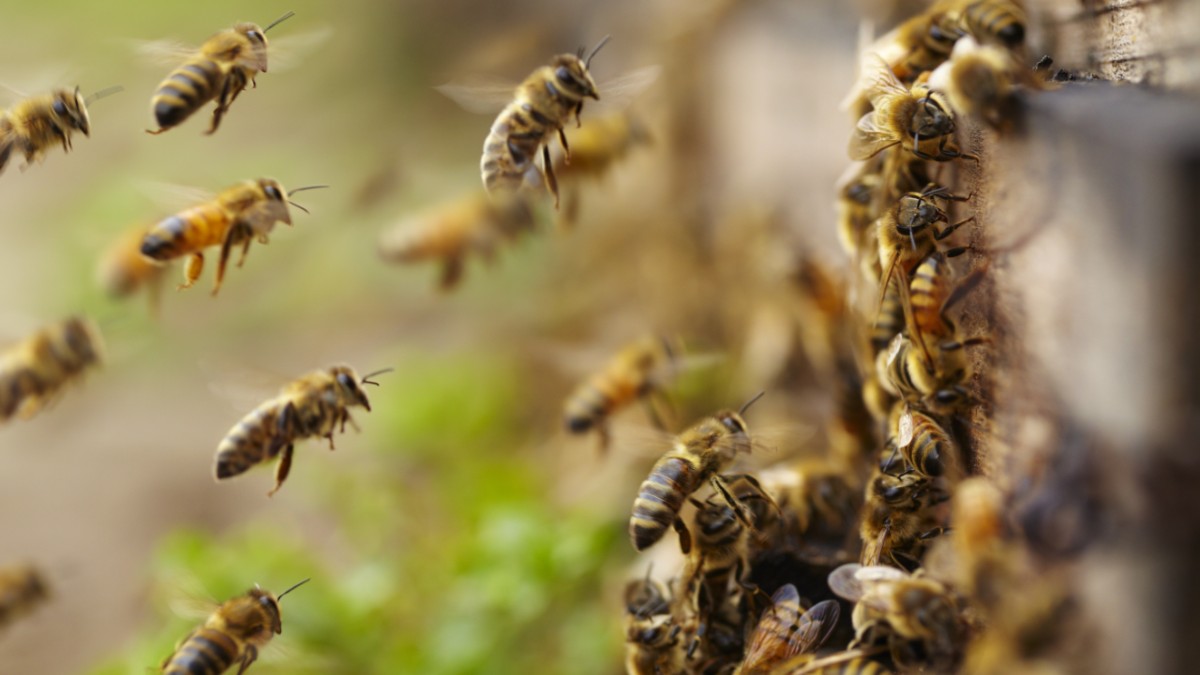 Hombre muere tras ser picado por abejas en Toa Alta