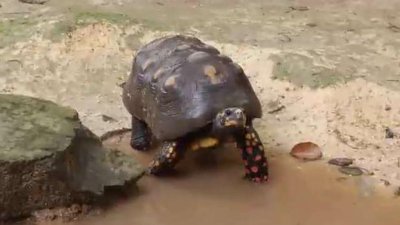 ¿Cómo están los animales del Zoológico de Mayagüez?