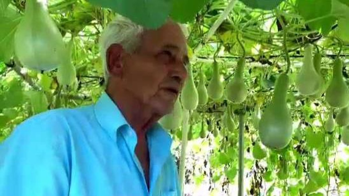 La historia detrás de la siembra y cultivo del güiro Telemundo Puerto