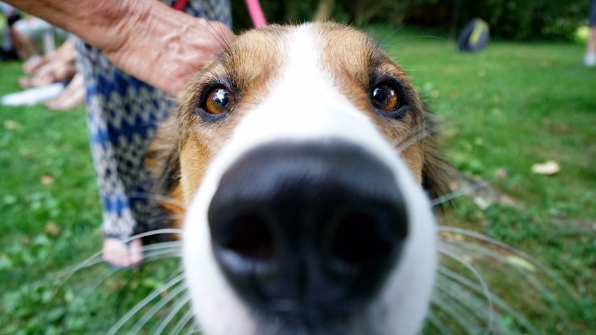 Cinco maneras de celebrar el Día Nacional de Rescatar un Perro