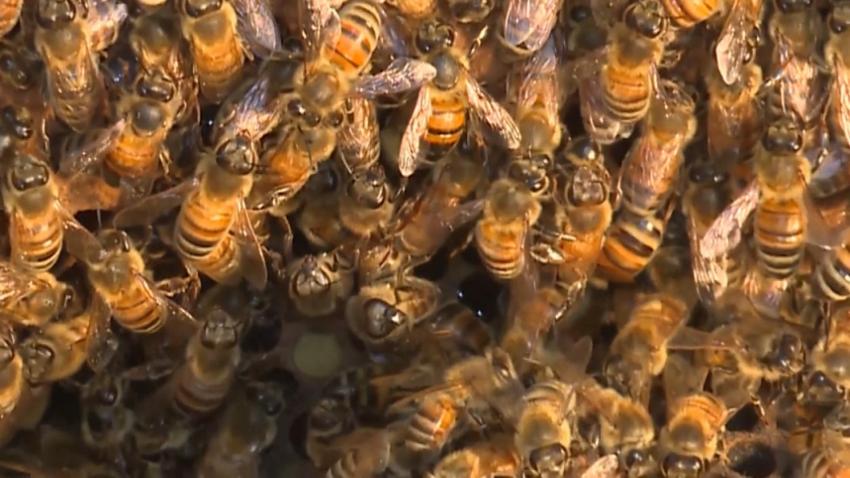 NC_bees0504_1920x1080