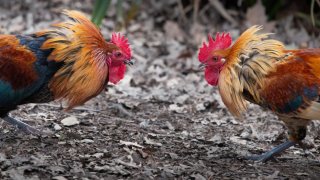 PORTADA PELEA DE GALLOS