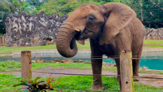 Imagen básica | elefante Mundi, Zoológico de Mayagüez