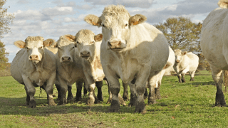 Reportan robo de vacas en Corozal