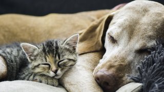 Perro y gato durmiendo