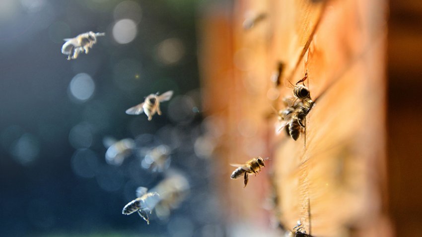 a file image of bees