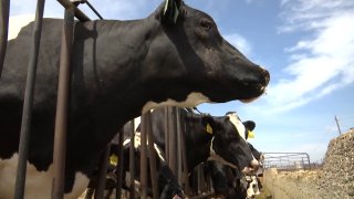 dairy-milk-prices-generic-2018_2