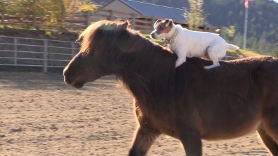Dúo dinámico: el valiente perrito que monta a caballo y su inseparable amigo