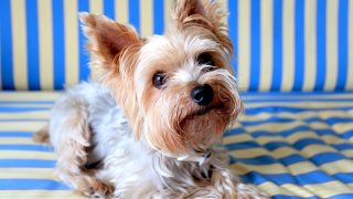 #7: Yorkshire Terrier
