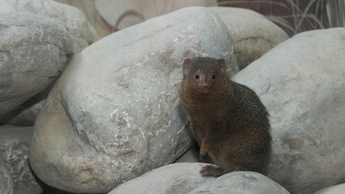 ¿Existe emergencia con plaga de mangostas en la Isla? Telemundo