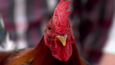 ¿Cómo se prepara un gallo de pelea?