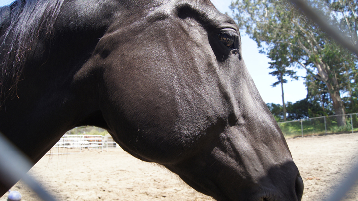 horse-generic-edit