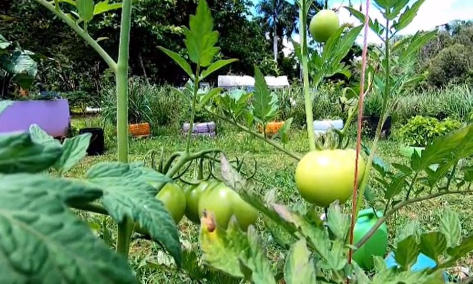 Estas organizaciones promueven la seguridad alimentaria y están para ayudarte