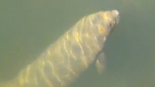 manatee rescued
