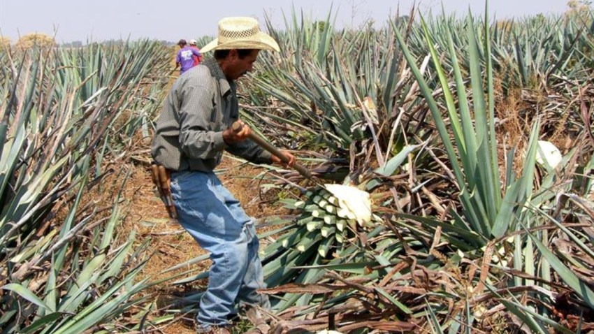 mexico-jalisco-campo-agavero