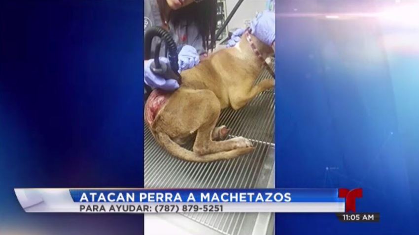 perro machetazos telenoticias