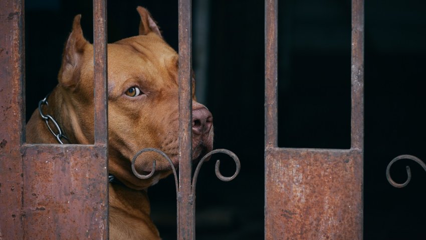 perro_pitbull_shutterstock_372792673