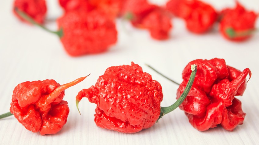 shutterstock_544738468 chili edited