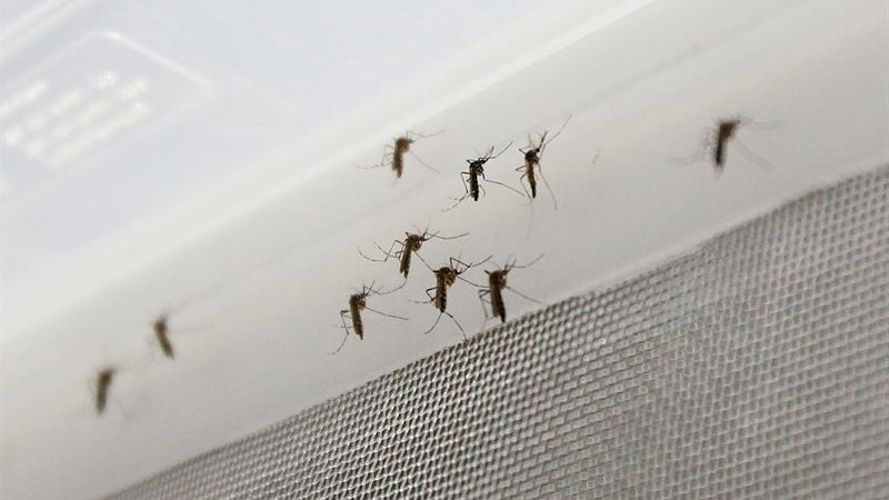 tlmd-zika