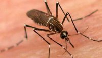 Puerto Rico declara epidemia de dengue tras aumento de casos