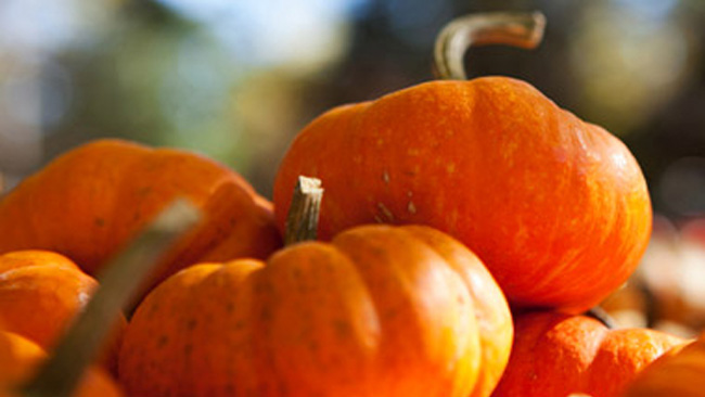 tlmd_pumpkin_hair_mask_111612_ew_380