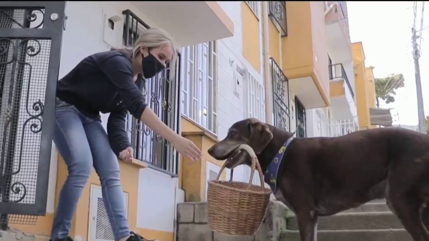 Eros, el perro repartidor que lleva las compras con solo decirle el nombre del cliente
