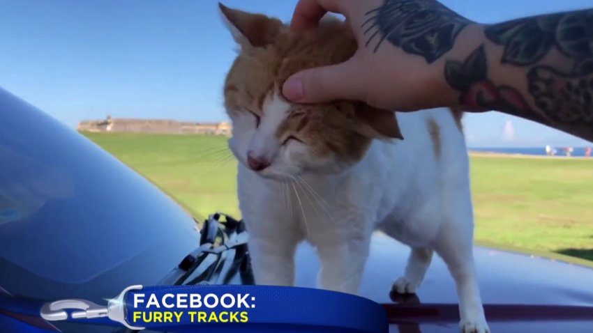 Gatitos buscan un nuevo hogar