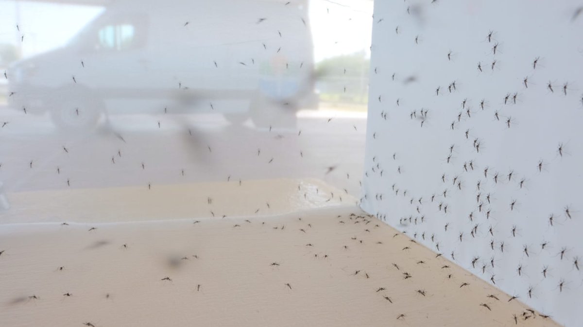 Liberan miles de mosquitos en Ponce para combatir el Aedes aegypti