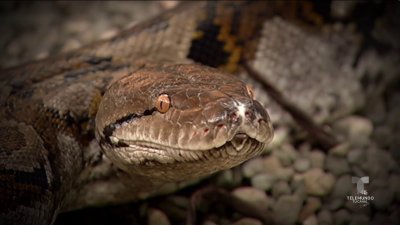 Pitón reticulada: La peligrosa serpiente que invade los campos de la Isla