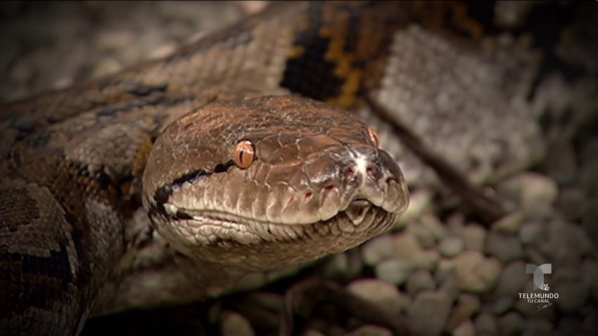 Pitón reticulada: La peligrosa serpiente que invade los campos de la Isla