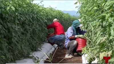 ¡Que no se pierdan! Necesitan personas para recoger cosechas