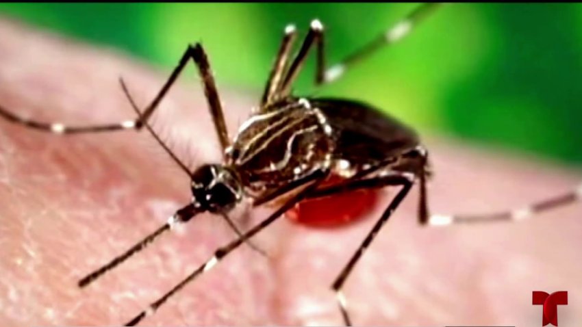 Detectan aumento en mosquitos que transmiten el dengue tipo 1