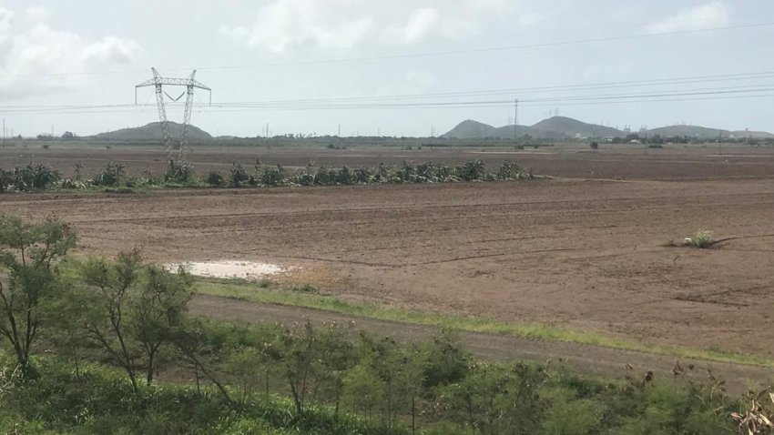 Agricultura en Puerto Rico