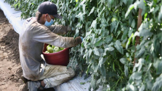 La agricultura en Puerto Rico