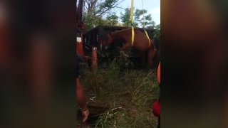 Empleados de la Oficina Municipal para el Manejo de Emergencias y Obras Públicas de Las Piedras efectúan el rescate de un caballo.