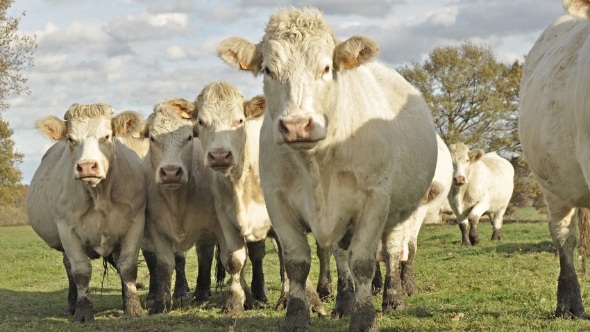Vacas