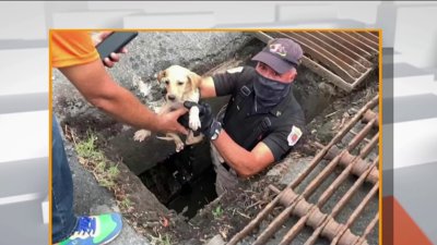 Bomberos narran cómo lograron rescatar a perritos que cayeron en una alcantarilla profunda