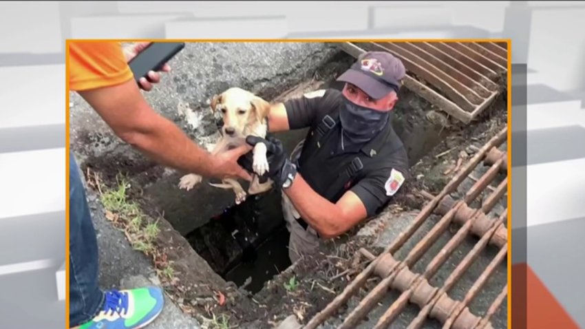 Bomberos narran cómo lograron rescatar a perritos que cayeron en una alcantarilla profunda