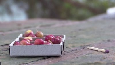 Manzanas en una cajita de fósforos: así cultivan esta variedad resistente al frío extremo