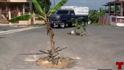 Convierten carretera en una finca de plátanos para poder esquivar los hoyos