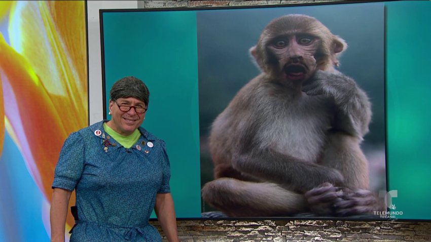 EXCLUSIVA: Plinia entrevista al mono que se pasea por Santurce