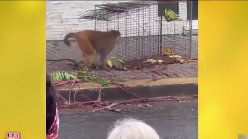 DRNA dice que con las trampas que burló el mono de Santurce han atrapado a otros primates