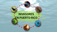 Telenoticias presenta esta tarde el Equipo T “Invasores en Puerto Rico”