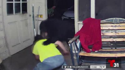 Dramático video: se enfrenta contra un oso en su propia casa para defender a sus mascotas