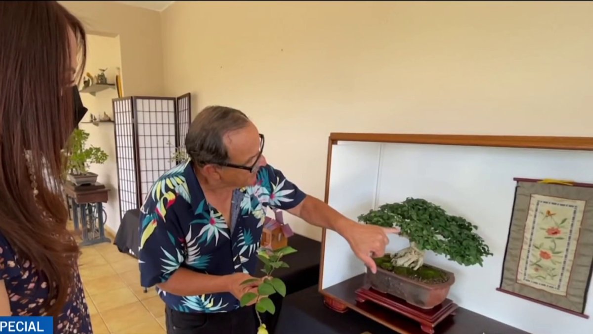 Toma auge en Puerto Rico el arte del árbol “Bonsái” Telemundo Puerto Rico
